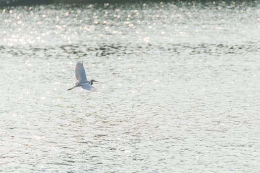 Bird (Heron, Bittern or Egret) white color in a pond or water in a nature wild