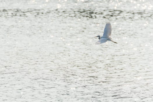 Bird (Heron, Bittern or Egret) white color in a pond or water in a nature wild