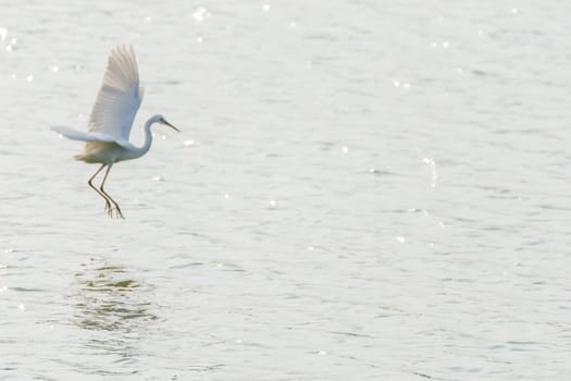 Bird (Heron, Bittern or Egret) white color in a pond or water in a nature wild