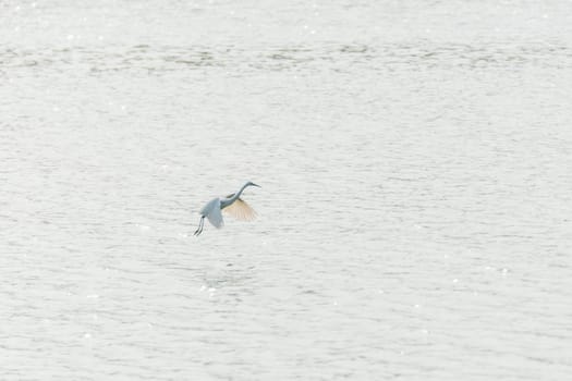 Bird (Heron, Bittern or Egret) white color in a pond or water in a nature wild