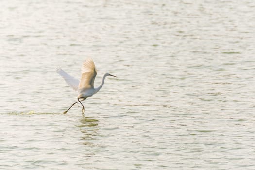 Bird (Heron, Bittern or Egret) white color in a pond or water in a nature wild