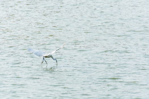 Bird (Heron, Bittern or Egret) white color in a pond or water in a nature wild
