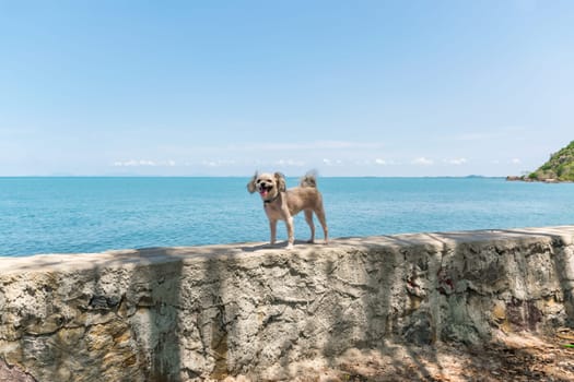 Dog so cute beige color mixed breed with Shih-Tzu, Pomeranian and Poodle on the rocky beach with happy fun when travel at place with nature beach and tropical sea with blue sky and have rock on beach