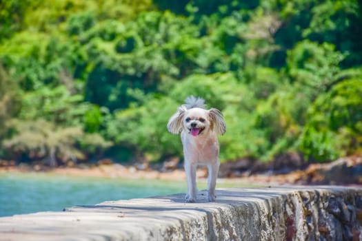 Dog so cute beige color mixed breed with Shih-Tzu, Pomeranian and Poodle on the rocky beach with happy fun when travel at place with nature beach and tropical sea with blue sky and have rock on beach