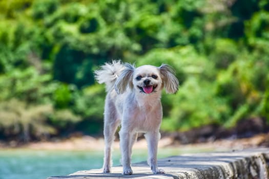Dog so cute beige color mixed breed with Shih-Tzu, Pomeranian and Poodle on the rocky beach with happy fun when travel at place with nature beach and tropical sea with blue sky and have rock on beach