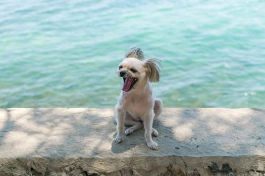 Dog so cute beige color mixed breed with Shih-Tzu, Pomeranian and Poodle on the rocky beach with happy fun when travel at place with nature beach and tropical sea with blue sky and have rock on beach