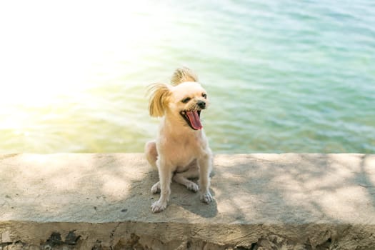 Dog so cute beige color mixed breed with Shih-Tzu, Pomeranian and Poodle on the rocky beach with happy fun when travel at place with nature beach and tropical sea with blue sky and have rock on beach
