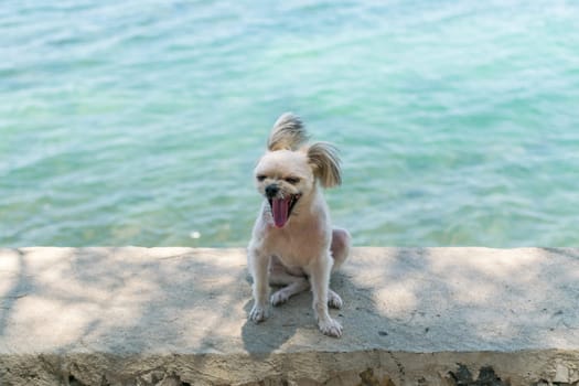 Dog so cute beige color mixed breed with Shih-Tzu, Pomeranian and Poodle on the rocky beach with happy fun when travel at place with nature beach and tropical sea with blue sky and have rock on beach