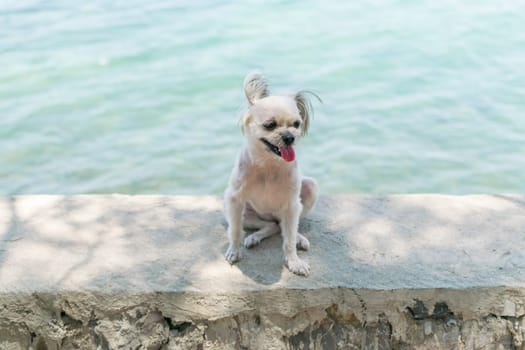 Dog so cute beige color mixed breed with Shih-Tzu, Pomeranian and Poodle on the rocky beach with happy fun when travel at place with nature beach and tropical sea with blue sky and have rock on beach