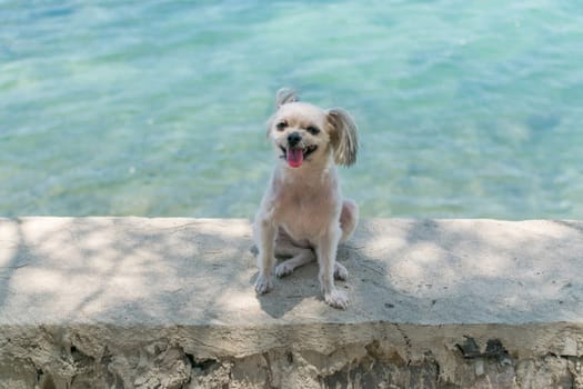 Dog so cute beige color mixed breed with Shih-Tzu, Pomeranian and Poodle on the rocky beach with happy fun when travel at place with nature beach and tropical sea with blue sky and have rock on beach
