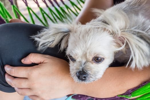 Dog so cute mixed breed with Shih-Tzu, Pomeranian and Poodle looking at something with interest on pet dog bed when vacation travel