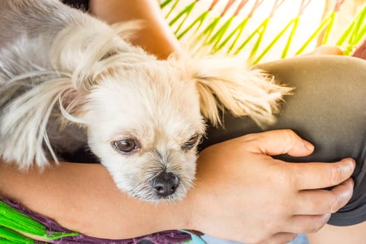 Dog so cute mixed breed with Shih-Tzu, Pomeranian and Poodle looking at something with interest on pet dog bed when vacation travel