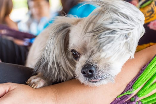 Dog so cute mixed breed with Shih-Tzu, Pomeranian and Poodle looking at something with interest on pet dog bed when vacation travel
