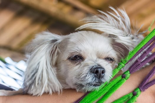 Dog so cute mixed breed with Shih-Tzu, Pomeranian and Poodle looking at something with interest on pet dog bed when vacation travel