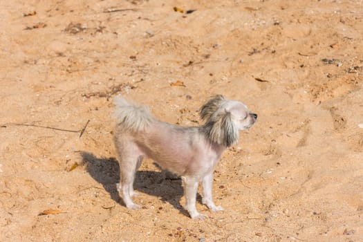 Dog so cute beige color mixed breed with Shih-Tzu, Pomeranian and Poodle running on beach with happy fun when vacation travel at sea with beach