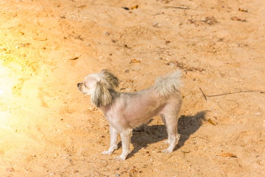 Dog so cute beige color mixed breed with Shih-Tzu, Pomeranian and Poodle running on beach with happy fun when vacation travel at sea with beach