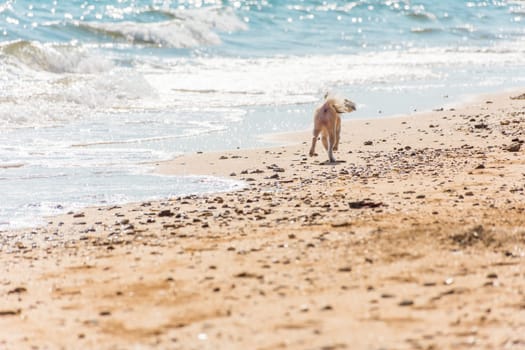 Dog so cute beige color mixed breed with Shih-Tzu, Pomeranian and Poodle running on beach with happy fun when vacation travel at sea with beach