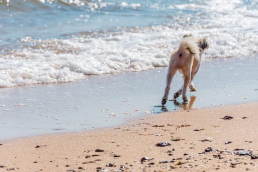 Dog so cute beige color mixed breed with Shih-Tzu, Pomeranian and Poodle running on beach with happy fun when vacation travel at sea with beach