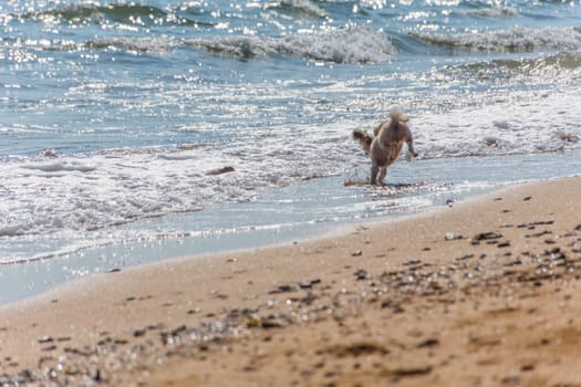 Dog so cute beige color mixed breed with Shih-Tzu, Pomeranian and Poodle running on beach with happy fun when vacation travel at sea with beach