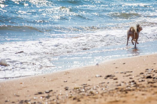 Dog so cute beige color mixed breed with Shih-Tzu, Pomeranian and Poodle running on beach with happy fun when vacation travel at sea with beach