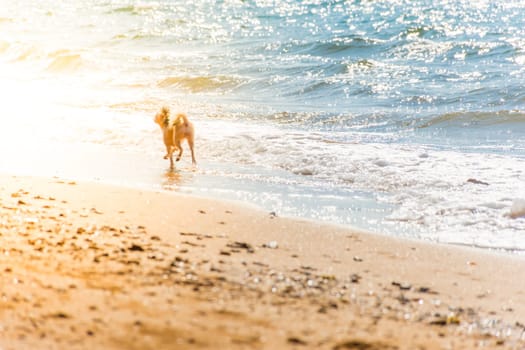 Dog so cute beige color mixed breed with Shih-Tzu, Pomeranian and Poodle running on beach with happy fun when vacation travel at sea with beach