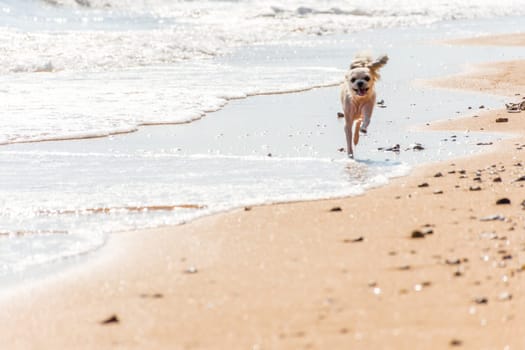 Dog so cute beige color mixed breed with Shih-Tzu, Pomeranian and Poodle running on beach with happy fun when vacation travel at sea with beach