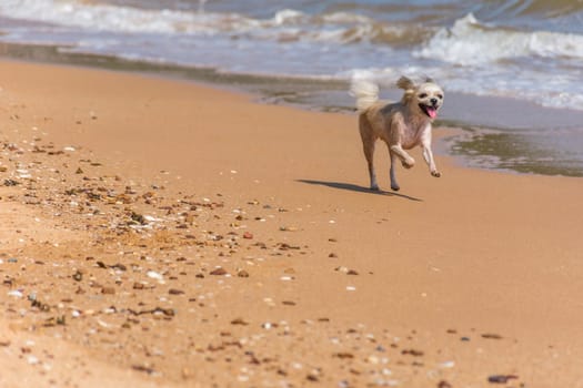 Dog so cute beige color mixed breed with Shih-Tzu, Pomeranian and Poodle running on beach with happy fun when vacation travel at sea with beach