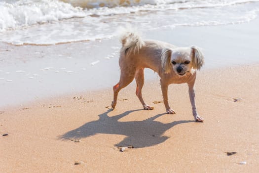 Dog so cute beige color mixed breed with Shih-Tzu, Pomeranian and Poodle running on beach with happy fun when vacation travel at sea with beach