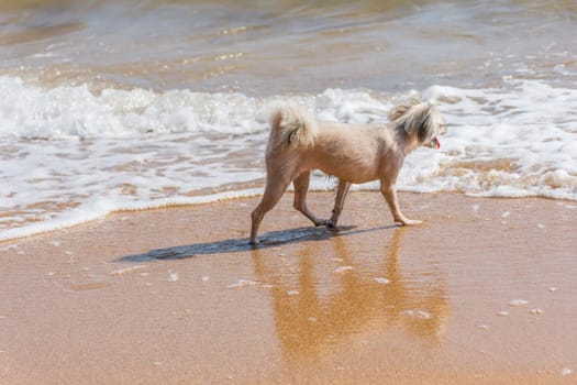 Dog so cute beige color mixed breed with Shih-Tzu, Pomeranian and Poodle running on beach with happy fun when vacation travel at sea with beach