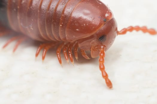 Macro of millipede insect close up rolling in nature