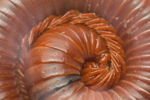 Macro of millipede insect close up rolling in nature