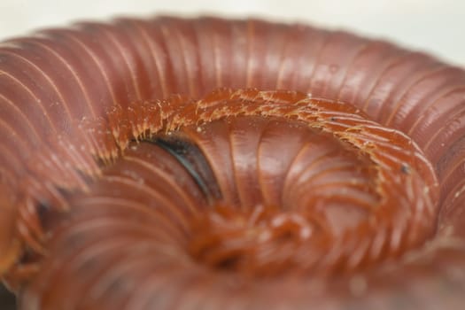 Macro of millipede insect close up rolling in nature