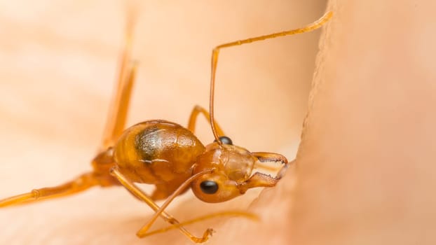 Macro of ant (Red Ant or Green Tree Ant) biting on the human skin for self-defense or self-protection from human