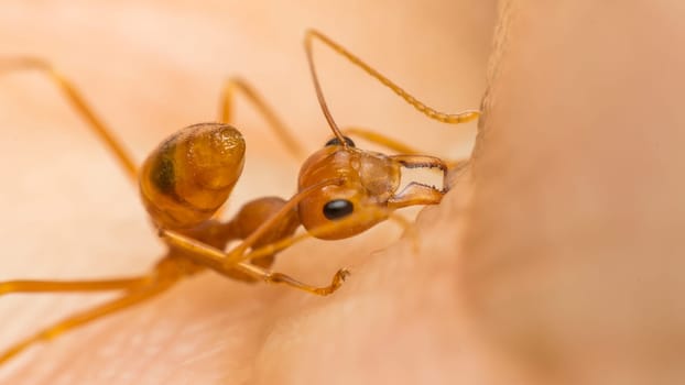 Macro of ant (Red Ant or Green Tree Ant) biting on the human skin for self-defense or self-protection from human