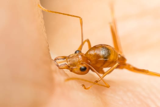 Macro of ant (Red Ant or Green Tree Ant) biting on the human skin for self-defense or self-protection from human