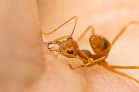 Macro of ant (Red Ant or Green Tree Ant) biting on the human skin for self-defense or self-protection from human