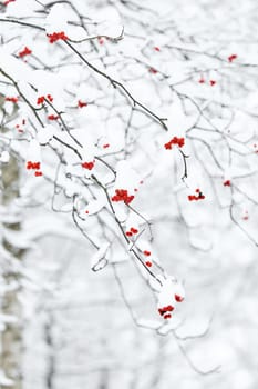 Red rowan berries on snow-covered branches, The heavy snowfall in a wild park, winter fairy tale in the forest, snow-covered tree branches, nobody, snow storm, blizzard. High quality photo