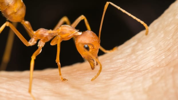 Macro of ant (Red Ant or Green Tree Ant) biting on the human skin for self-defense or self-protection from human