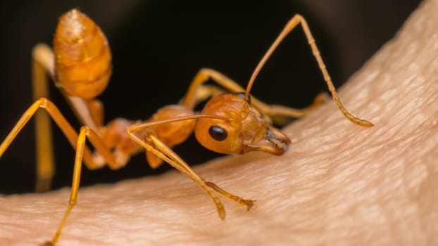 Macro of ant (Red Ant or Green Tree Ant) biting on the human skin for self-defense or self-protection from human