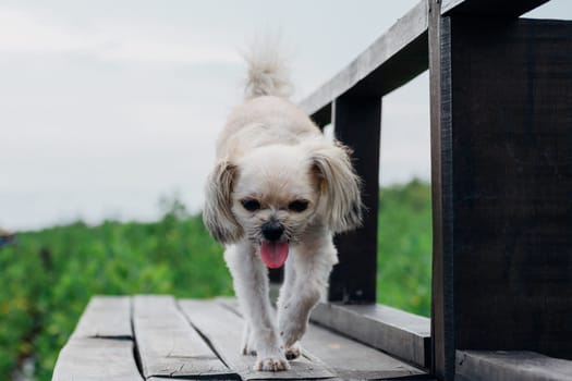 Dog so cute beige color mixed breed with Shih-Tzu, Pomeranian and Poodle with happy fun when vacation travel at wooden bridge is a nalure travel point