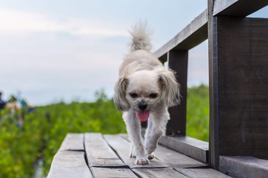 Dog so cute beige color mixed breed with Shih-Tzu, Pomeranian and Poodle with happy fun when vacation travel at wooden bridge is a nalure travel point