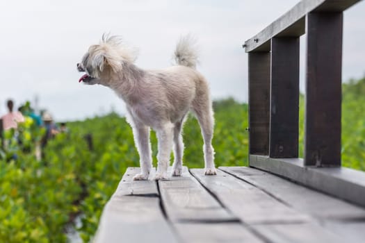 Dog so cute beige color mixed breed with Shih-Tzu, Pomeranian and Poodle with happy fun when vacation travel at wooden bridge is a nalure travel point