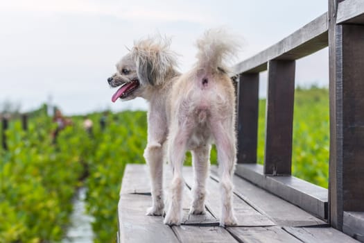Dog so cute beige color mixed breed with Shih-Tzu, Pomeranian and Poodle with happy fun when vacation travel at wooden bridge is a nalure travel point
