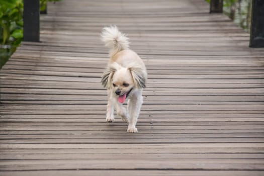 Dog so cute beige color mixed breed with Shih-Tzu, Pomeranian and Poodle with happy fun when vacation travel at wooden bridge is a nalure travel point