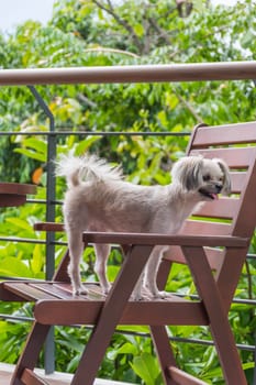 Dog so cute mixed breed with Shih-Tzu, Pomeranian and Poodle sitting on chair and looking at something with interest in cafe coffee shop or bakery ice-cream restaurant