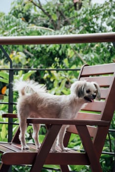 Dog so cute mixed breed with Shih-Tzu, Pomeranian and Poodle sitting on chair and looking at something with interest in cafe coffee shop or bakery ice-cream restaurant