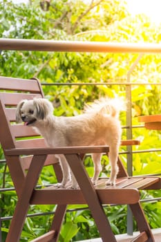 Dog so cute mixed breed with Shih-Tzu, Pomeranian and Poodle sitting on chair and looking at something with interest in cafe coffee shop or bakery ice-cream restaurant
