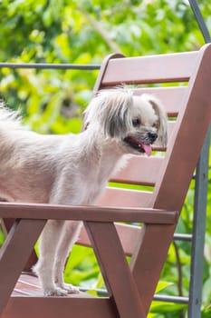 Dog so cute mixed breed with Shih-Tzu, Pomeranian and Poodle sitting on chair and looking at something with interest in cafe coffee shop or bakery ice-cream restaurant