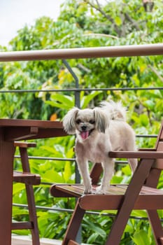 Dog so cute mixed breed with Shih-Tzu, Pomeranian and Poodle sitting on chair and looking at something with interest in cafe coffee shop or bakery ice-cream restaurant