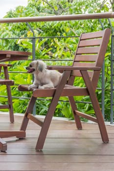Dog so cute mixed breed with Shih-Tzu, Pomeranian and Poodle sitting on chair and looking at something with interest in cafe coffee shop or bakery ice-cream restaurant